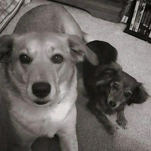 Meet your Posher, Leesa